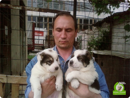 alabai romania